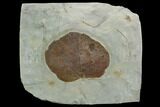 Fossil Leaf (Zizyphoides) - Montana #120802-1